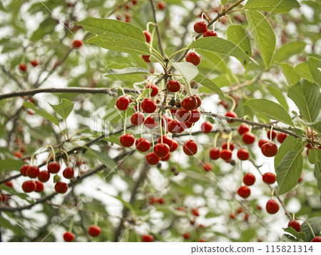 Cherries in full bloom are showcased against a backdrop of green leaves; a visual representation of fertile and healthy growth. Cherries in full bloom are showcased against a backdrop of green leaves; a visual representation of fertile and healthy growth. 115821314