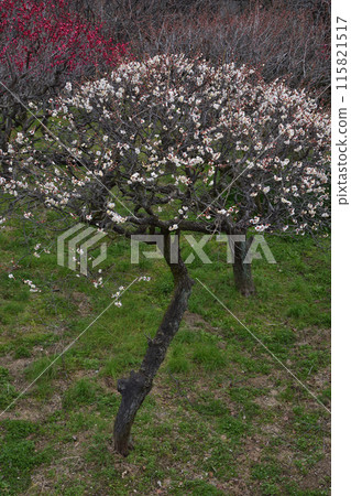 Plum of Domyoji Temple Plum of Domyoji Temple 115821517