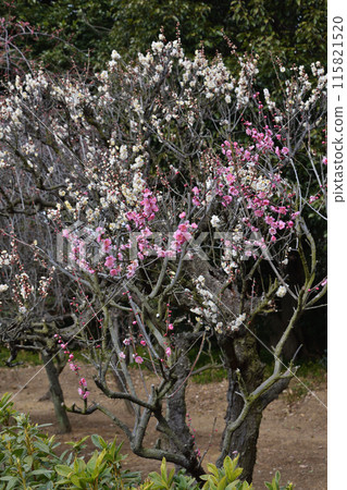 Domyoji寺的李子 115821520