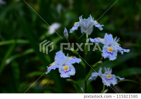 Perennial Iris (Iris spp.) blooming in the shade 115821580