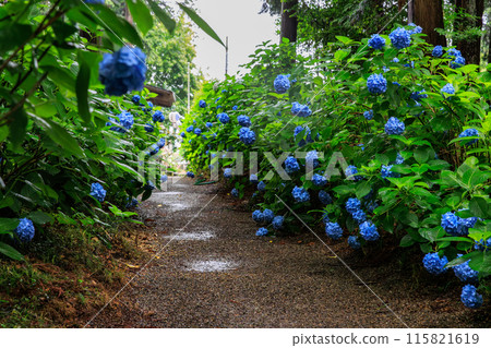 磯山神社的繡球花（栃木郡鹿沼市） 115821619