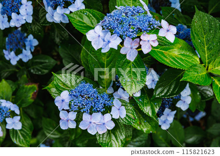 Hydrangeas at Isoyama Shrine (Kanuma City, Tochigi Prefecture) 115821623