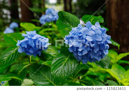 磯山神社的繡球花（栃木郡鹿沼市） 115821631