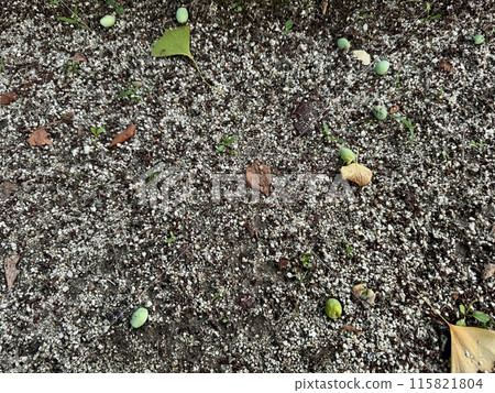 The gingko nuts that have fallen with the fruit still green 115821804