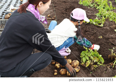 Parents and children harvesting potatoes Parents and children harvesting potatoes 115821933