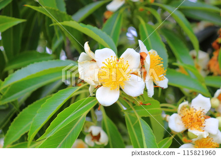 Iju white flower Iju white flower 115821960