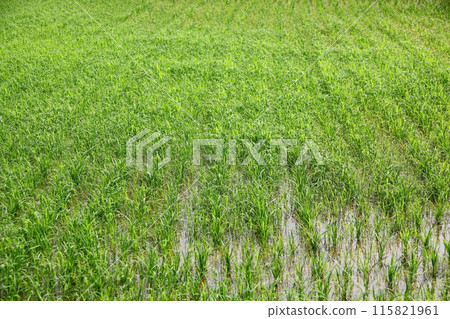 水稻播種後不久,稻田就長滿了雜草 水稻播種後不久,稻田就長滿了雜草 115821961