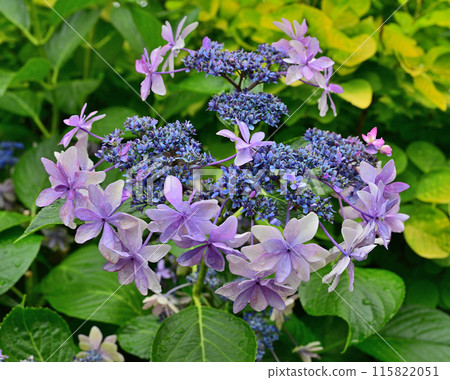 Particularly beautiful hydrangeas 115822051