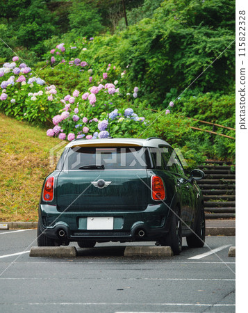 繡球花與進口車 115822328
