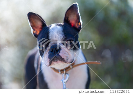 我的狗狗波士頓梗在公園玩耍 115822651