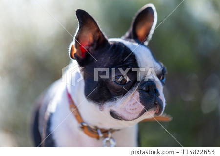 我的狗狗波士頓梗在公園玩耍 我的狗狗波士頓梗在公園玩耍 115822653