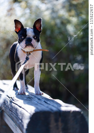 Boston Terrier, my beloved dog, playing in the park 115822657