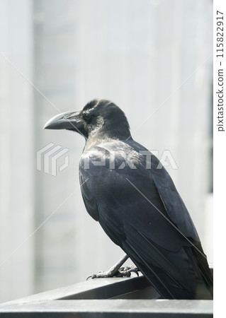 A crow resting on a city building 115822917