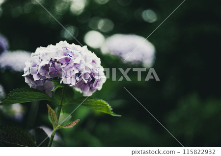 在雨季期間，陽光照亮的八仙花屬 115822932