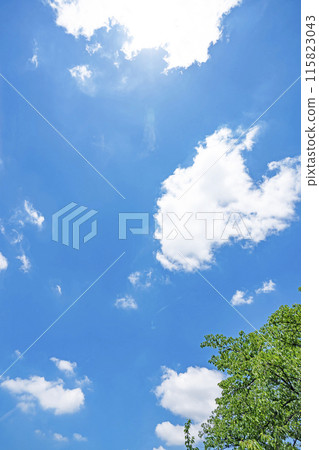 初夏的雲朵和樹木 初夏的雲朵和樹木 115823043