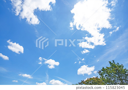 初夏的雲朵和樹木 115823045