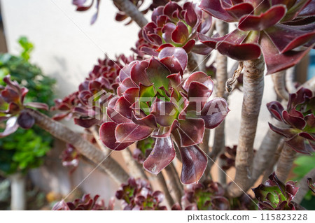 Succulent plant Kuroboshi 115823228