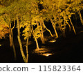 Autumn leaves lighted up 115823364