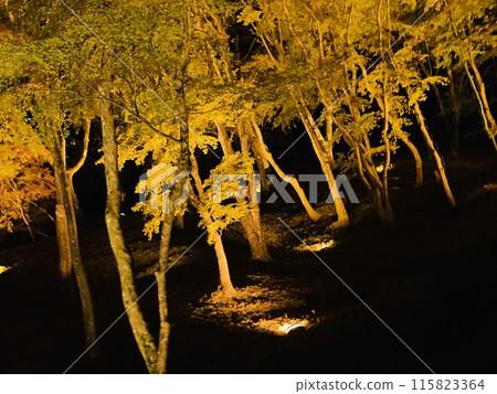 秋葉被點燃了 115823364