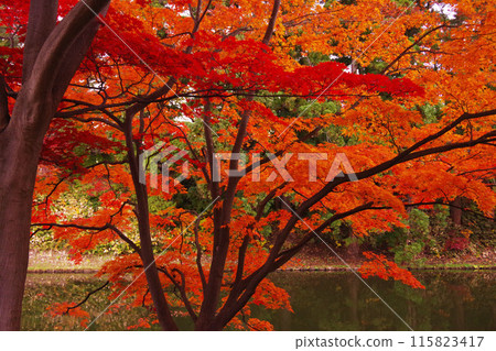 弘前城堡秋葉 弘前城堡秋葉 115823417