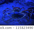 Crab walking on the sea floor 115823490