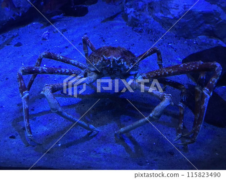 螃蟹在海底行走 螃蟹在海底行走 115823490
