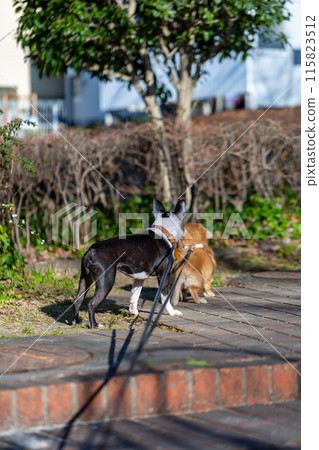 臘腸犬和波士頓梗犬在公園散步 臘腸犬和波士頓梗犬在公園散步 115823512