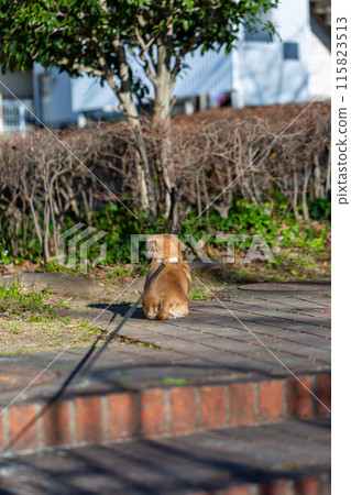 臘腸犬在公園散步 臘腸犬在公園散步 115823513