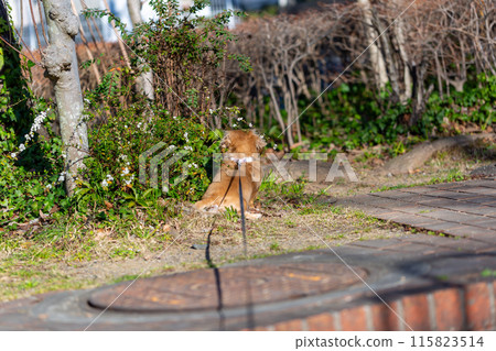 臘腸犬在公園散步 115823514