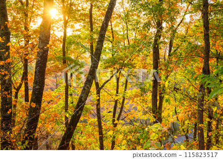 大峰高原的紅葉【北安地區池田町】 大峰高原的紅葉【北安地區池田町】 115823517