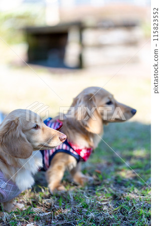 Dachshund to take a walk in the park Dachshund to take a walk in the park 115823552