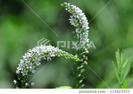 Hanaho that draws a graceful curve Hanaho that draws a graceful curve 115823553
