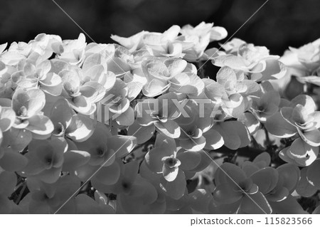白色繡球花（夏季，六月）單色照片 115823566