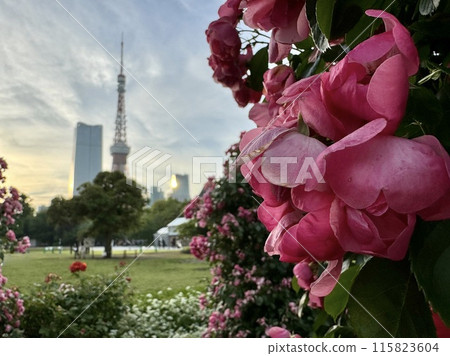 Tokyo Tower seen through pink roses Tokyo Tower seen through pink roses 115823604