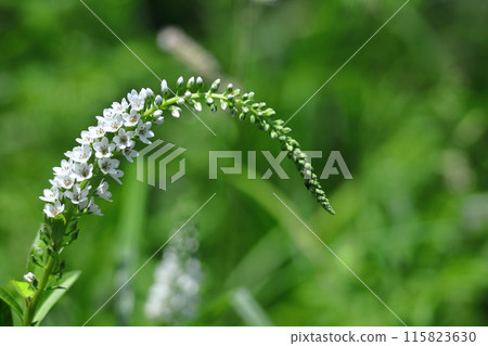 Hanaho that draws a graceful curve - Stock Photo [115823630