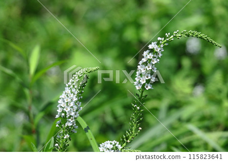 Hanaho that draws a graceful curve - Stock Photo [115823641
