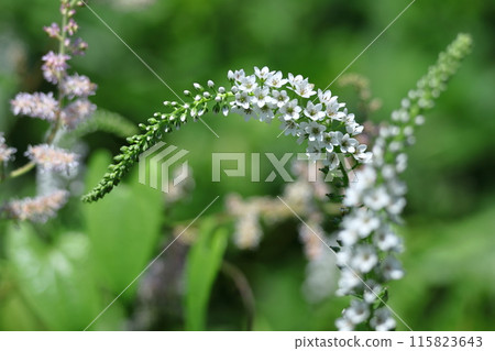 畫出優美曲線的花穗 畫出優美曲線的花穗 115823643