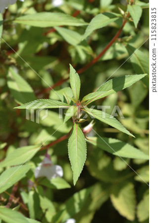 Garden balsam 115823815