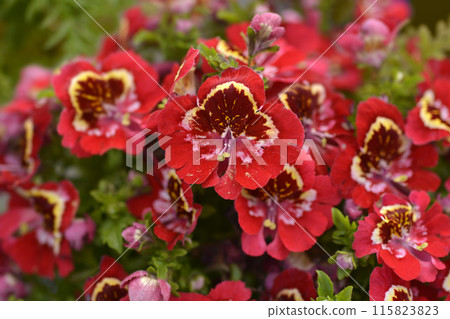 Butterfly flower 115823823