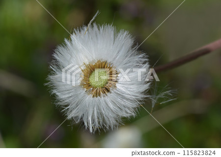 Coltsfoot Coltsfoot 115823824