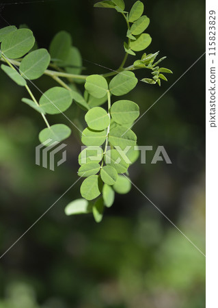 Bladder senna 115823829