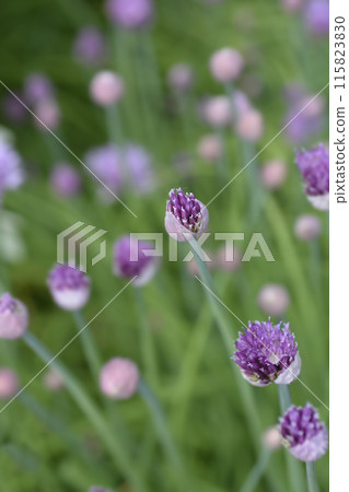 Chives flower Chives flower 115823830