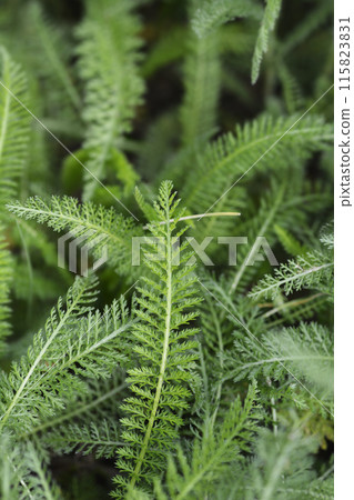 Mountain Yarrow Mountain Yarrow 115823831