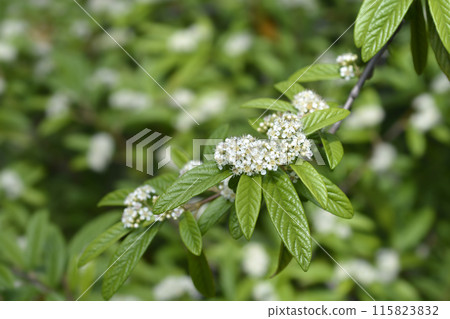 Willow-leaved cotoneaster 115823832
