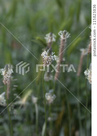 Ribwort Plantain 115823836