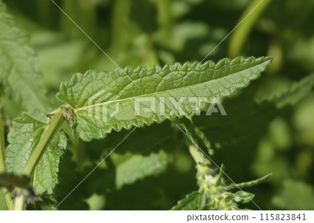 Common hedgenettle 115823841