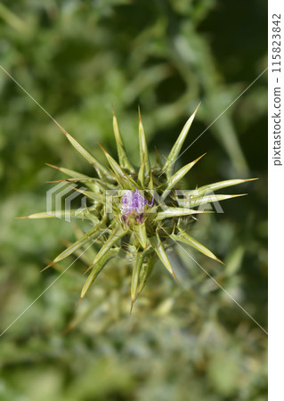 Milk thistle Milk thistle 115823842