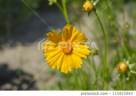 Star tickseed Star tickseed 115823843