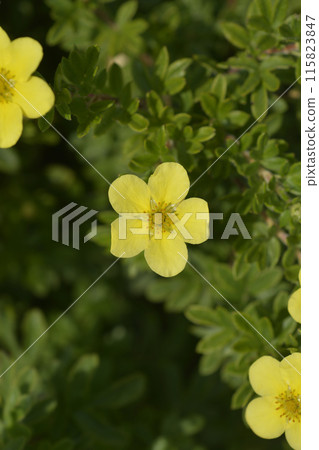 Shrubby Cinquefoil 115823847