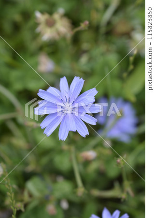 Wild chicory Wild chicory 115823850